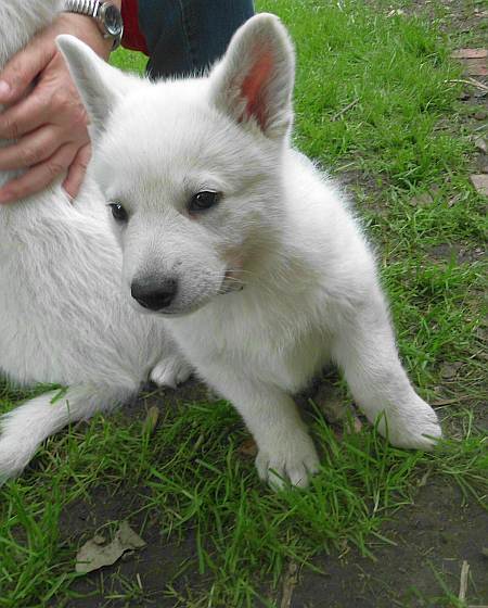 Weisser Schferhundwelpe von den Grenzgngern